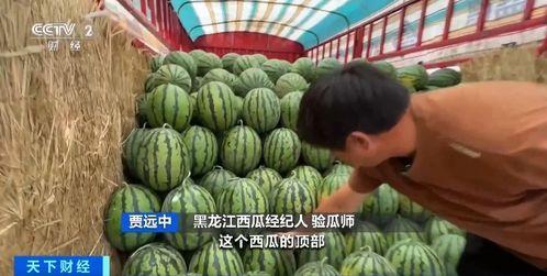 瓜瓜吃瓜幼,幼年趣味生活剪影