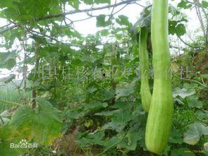 砍瓜做什么吃的,创意烹饪，尽享美味