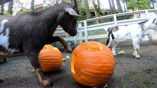 羊吃不吃拉瓜,揭秘羊对拉瓜的偏好之谜