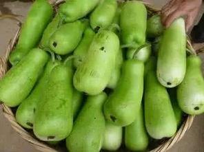 吃葫芦瓜的利弊,养生佳品还是健康隐患？全面解析其利弊