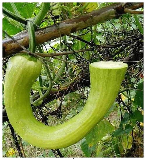 随吃随长的瓜,探索神奇的生长奇迹