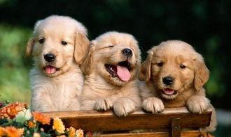 小狗可以吃咸瓜吗