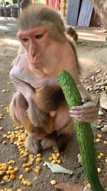 猴子吃瓜照片,捕捉灵猴欢乐吃瓜瞬间