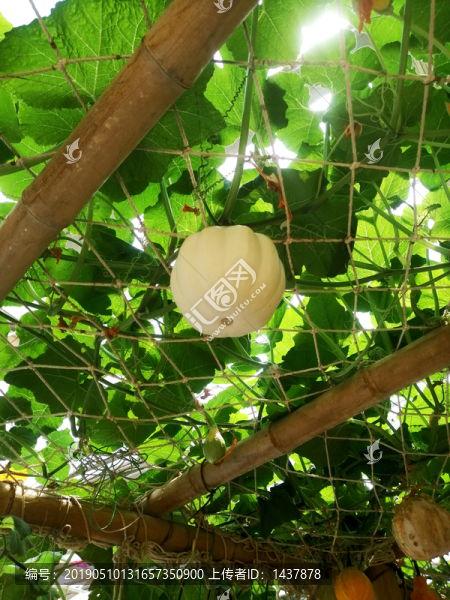 白太空瓜怎么吃,白太空瓜的多样食法探索