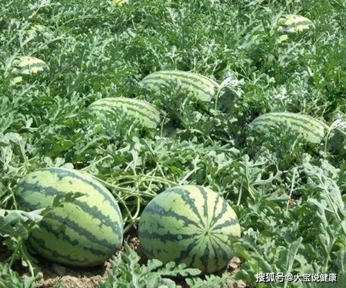 僵瓜怎么吃,探索独特食用方法