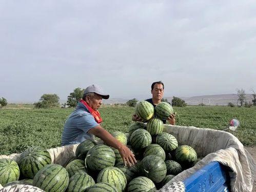 小孩麦地吃瓜拍照图片,麦地瓜香，快乐留影