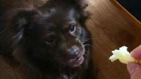 狗吃瓜的诗句,探寻诗意生活中的趣味瞬间