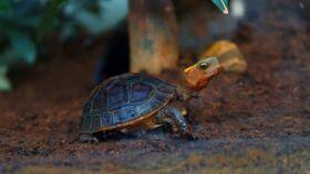 乌龟吃瓜群视频,萌宠趣味瞬间，萌态可掬引网友热议