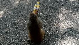 王者吃瓜绿茶,吃瓜绿茶事件全解析