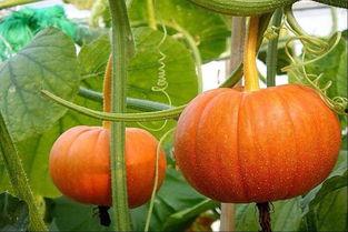 暗卫吃大瓜,揭秘宫廷中的大瓜盛宴