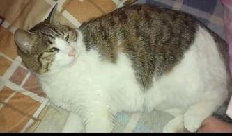 猫吃瓜游戏,一场欢乐的吃瓜盛宴