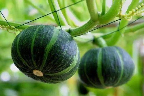 临夏最近吃瓜新闻视频,视频揭秘惊人真相