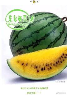 吃瓜集合彭十六,吃瓜界的风云人物