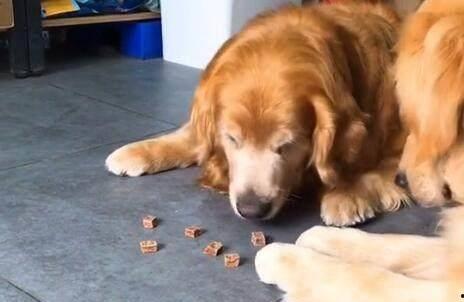 金毛吃小瓜,小瓜的诱惑之旅