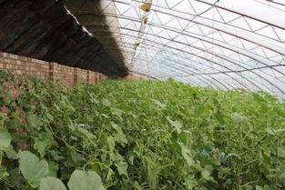 小满仓吃瓜,瓜田里的欢乐时光