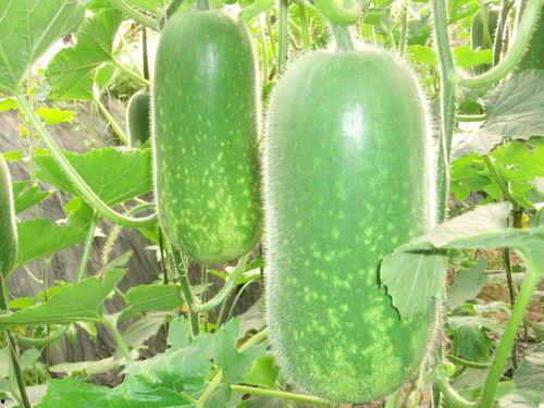 寻找吃瓜萝卜视频大全,笑料百出，欢乐无限