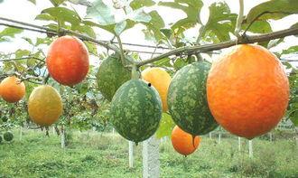 红枣和吊瓜能一起吃吗