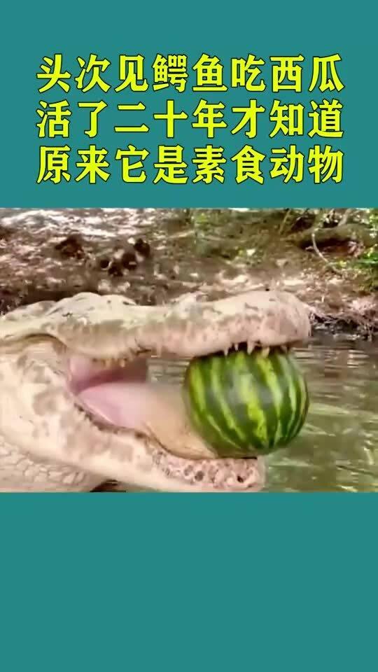 鳄鱼吃瓜情头,一场别开生面的美食盛宴