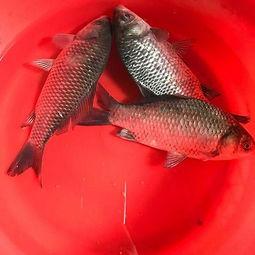 鲫瓜怎么吃最好,鲫鱼瓜的多样美味烹饪法