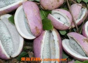 吃货主播吃八月瓜,吃货主播带你领略独特美味之旅