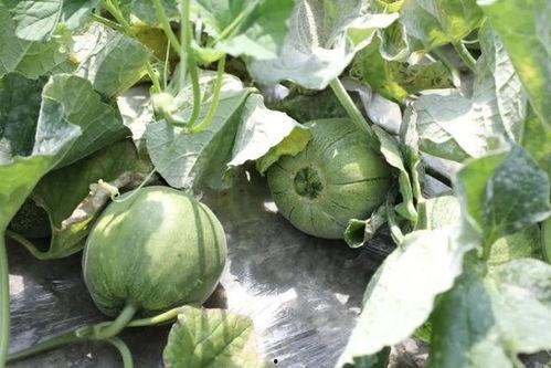 本地吃瓜,揭秘身边的热辣事件