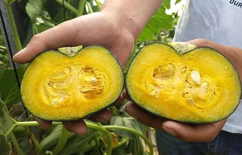 板栗老瓜吃皮吗,传统食材的新认识