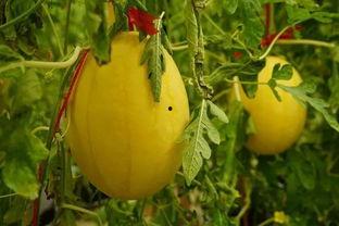 桓台吃瓜群,揭秘当地生活百态，趣味横生社区互动