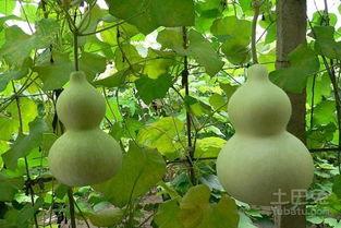 吃播葫芦瓜,一场视觉与味蕾的双重盛宴